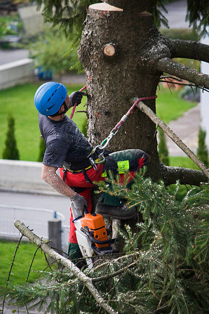 How Our Tree Care Process Works  in  Sidney, OH